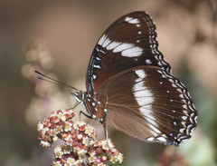Hypolimnas bolina nerina