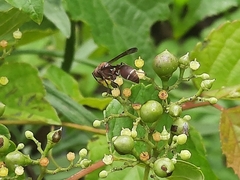 Ropalidia hongkongensis