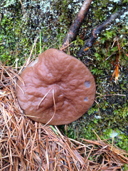 Discina