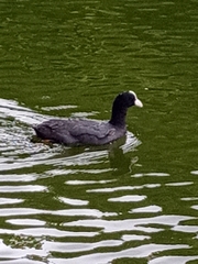 Fulica atra