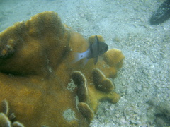 Apogonichthyoides sialis