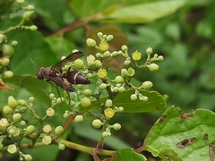 Ropalidia hongkongensis