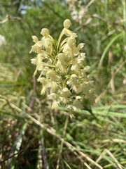 Platanthera × canbyi
