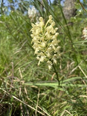 Platanthera × canbyi