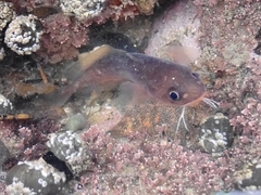 Pseudophycis breviuscula