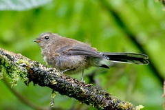 Fiji Streaked Fantail photo 3