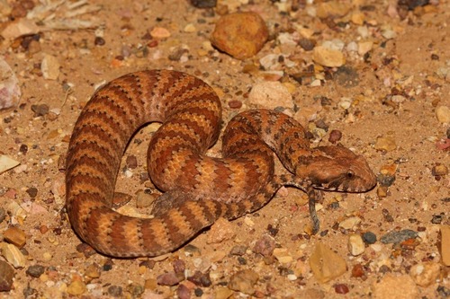 Rough-scaled Death Adder - Photo (c) dhfischer, some rights reserved (CC BY-NC), uploaded by dhfischer