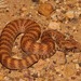 Rough-scaled Death Adder - Photo (c) dhfischer, some rights reserved (CC BY-NC), uploaded by dhfischer