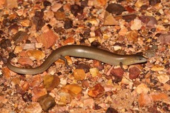 Cyclodomorphus melanops