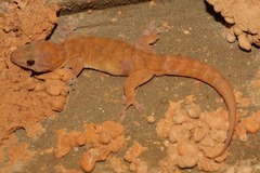 Gehyra robusta