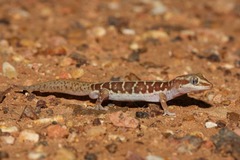 Lucasium immaculatum