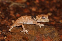 Nephrurus asper
