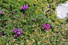 Oxytropis montana