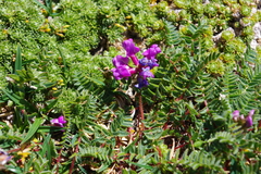 Oxytropis montana