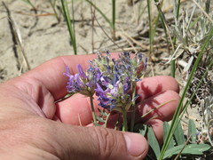 Astragalus laxmannii robustior