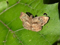 Quadrus lugubris