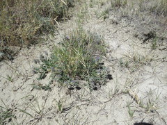 Astragalus laxmannii robustior