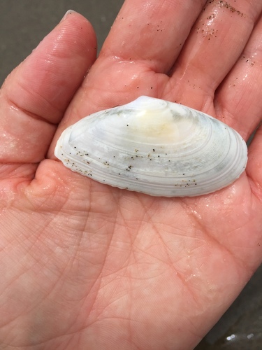 Megangulus bodegensis