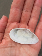 Megangulus bodegensis