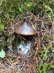 Lyophyllaceae