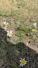 Tripleurospermum inodorum