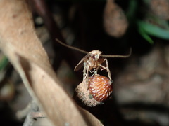 Leptocroca sanguinolenta