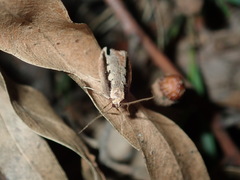 Leptocroca sanguinolenta