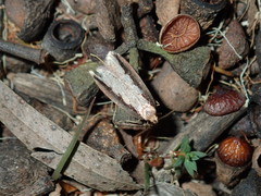 Leptocroca sanguinolenta