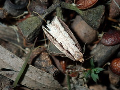 Leptocroca sanguinolenta