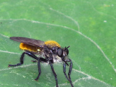 Laphria sericea