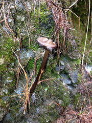 Lyophyllaceae