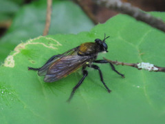Laphria sericea