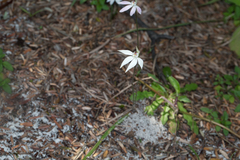 Caladenia fuscata