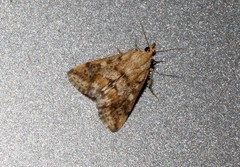 Tegostoma comparalis