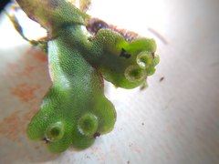 Marchantia paleacea