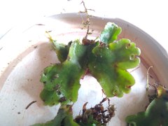 Marchantia paleacea
