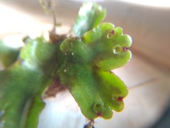 Marchantia paleacea