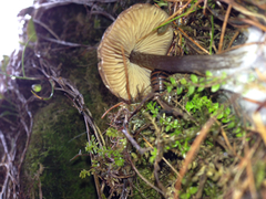 Lyophyllaceae