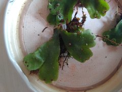 Marchantia paleacea