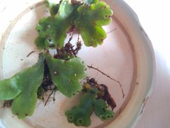 Marchantia paleacea