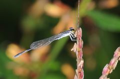 Agriocnemis splendidissima