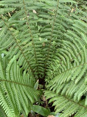 Dryopteris crassirhizoma