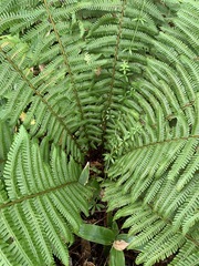 Dryopteris crassirhizoma