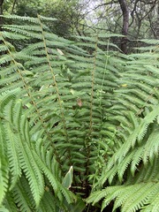 Dryopteris crassirhizoma