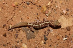 Lucasium immaculatum