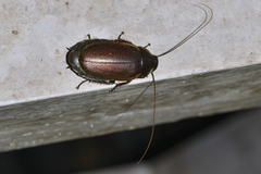 Diploptera punctata