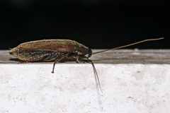 Diploptera punctata