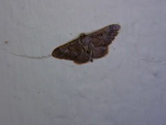 Idaea cellifimbria