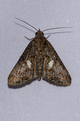 Lophoptera