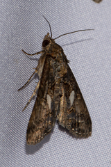 Lophoptera